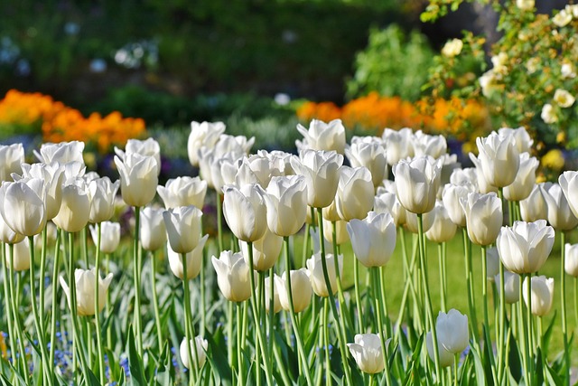 tulips 3406530 640
